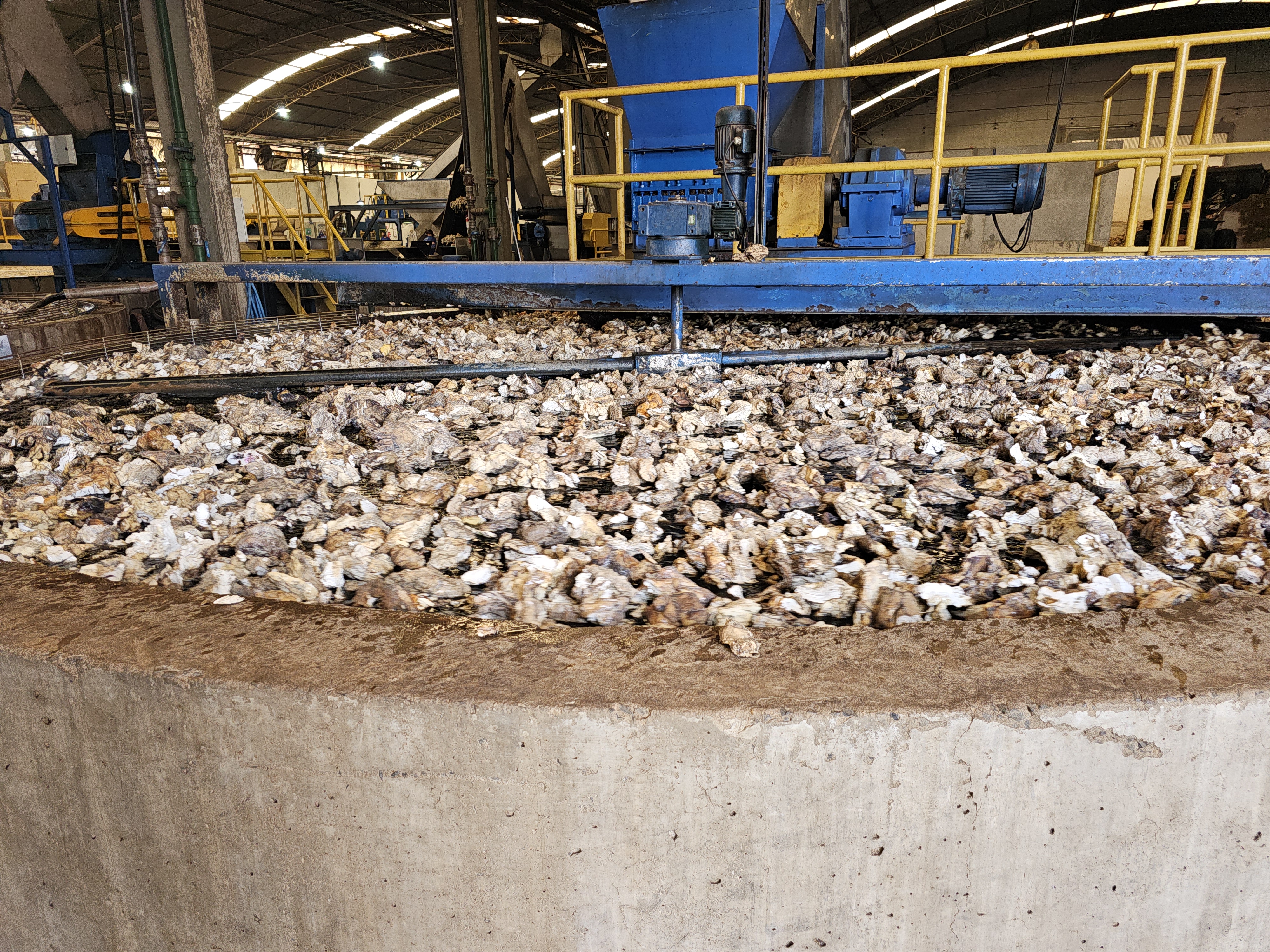 Coágulos de borracha sendo lavados.